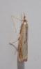 Agriphila inquinatella